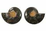 Cut/Polished Ammonite Fossil - Unusual Black Color #132554-1